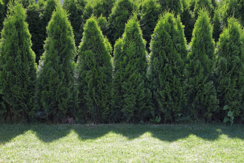 Da Silva_Auf_der_Hoeh_09