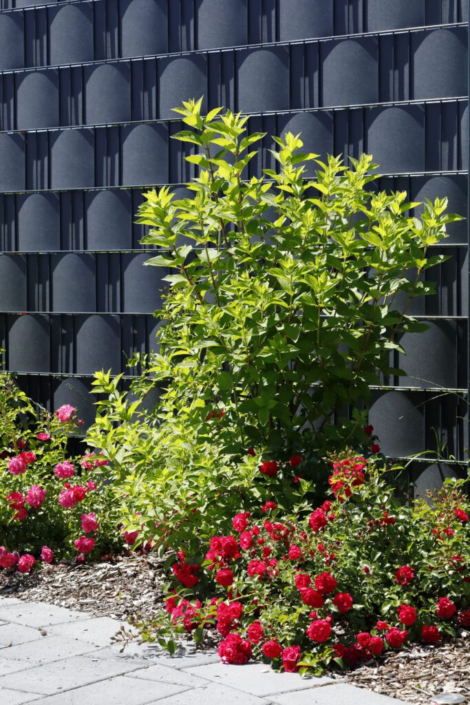 Da Silva_Auf_der_Hoeh_16