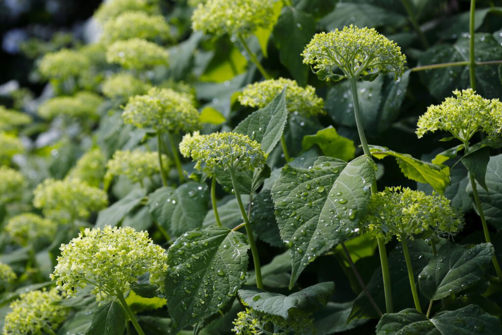 Da Silva_Fugelstrasse_10