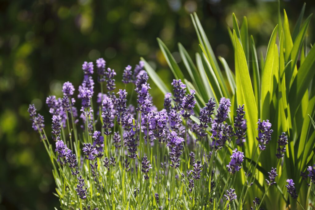 Da Silva_Preisingerweg_12