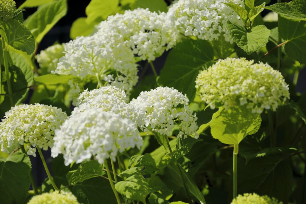 Da Silva_Sunthaimstrasse_19